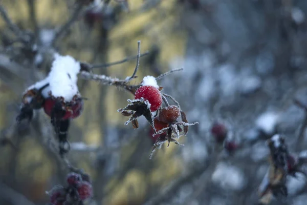 meyveler kuşburnu kışın dal