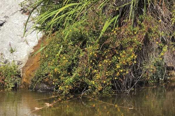 Çalılıkları gölet