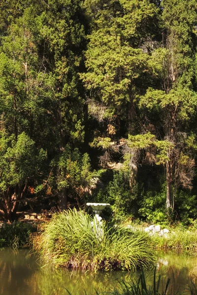 Taş kase su birikintisi ormanda ayakta çiçek