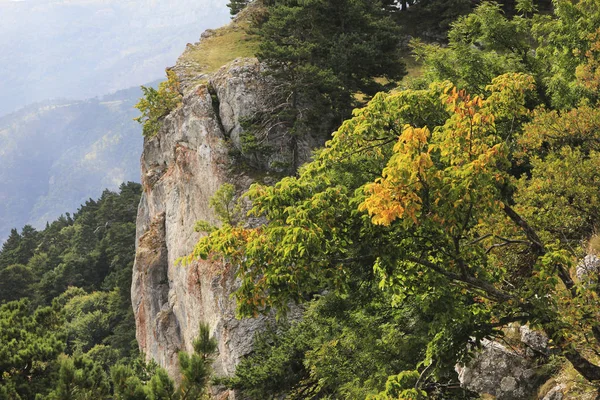 Dağın ormanın içinde üst çayır alan