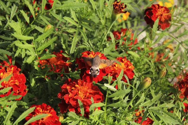 Kırmızı marigolds kabarık kelebeği