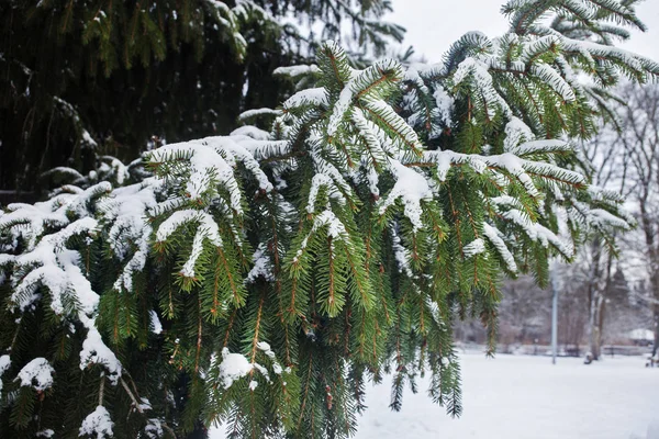 Karla, yakın çekimler kaplı bir köknar dalı