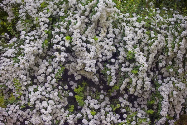 Trauben weißer Blüten auf Spiraea-Büschen während der Blüte — Stockfoto