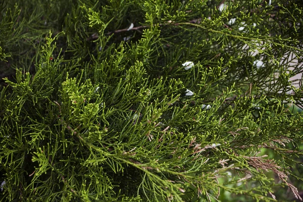 Beyaz yaprakları ile bir ardıç yakın çekim dallarında iğne falan batmazdı