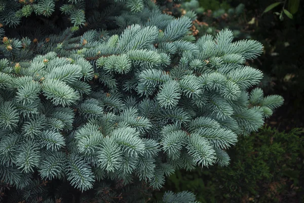 Yeşil çalılar çerçevede bir genç Mavi Ladin yakın çekim branşları