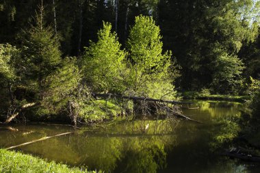 Gölet ormandaki ağaçlar güneş ve su eski sandıklar tarafından aydınlatılmış