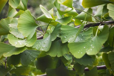 Yeşil ve sarı ginkgo yapraklarının dal