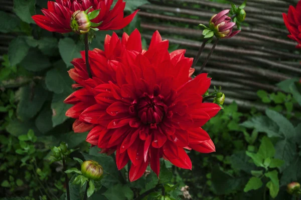 Flores rojas de crisantemo coreano en un macizo de flores, primer plano — Foto de Stock