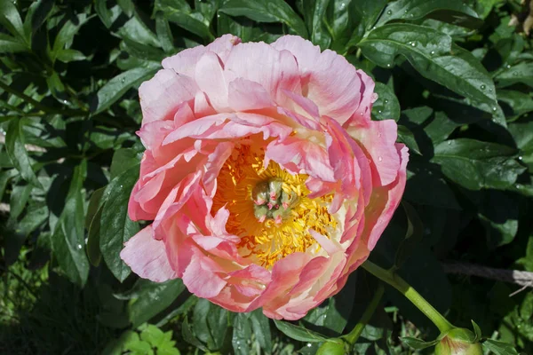 Brote de peonía rosa con un corazón amarillo, sobre un fondo de hojas verdes, primer plano — Foto de Stock