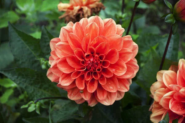 Fleur orange de chrysanthème coréen avec coccinelle sur un pétale, sur fond de verdure — Photo