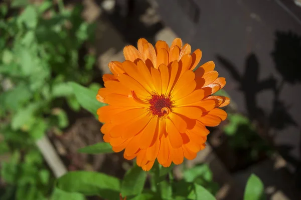 Flor naranja de caléndula, primer plano, vista superior — Foto de Stock