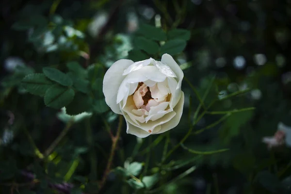 Una flor de rosa mosqueta blanca sobre un fondo verde oscuro, primer plano —  Fotos de Stock