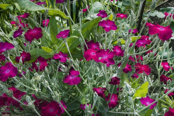 Lychnis coronaria pembe Lila simli kaynaklanıyor ve parlak yeşil yaprakları ile