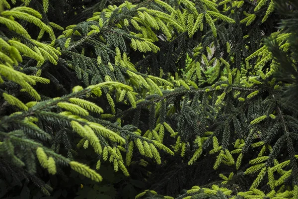 Fir ramos de duas cores verde e amarelo — Fotografia de Stock