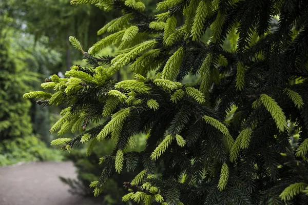 Köknar iki renkli dallar yeşil ve sarı, park arka plan üzerinde
