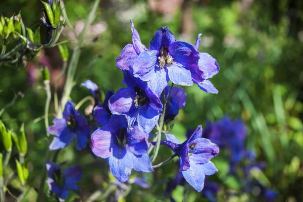 蓝色丁香铃铛与闪亮的花瓣, 特写 — 图库照片
