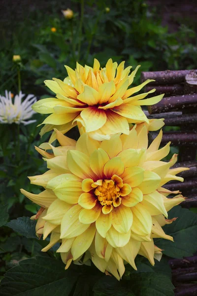 Crisantemos esponjosos amarillo-rojos en un parterre, primer plano — Foto de Stock