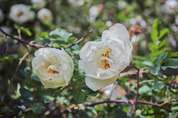 Två vita nyponbuskar blomma i solen på en grön bakgrund, närbild — Stockfoto