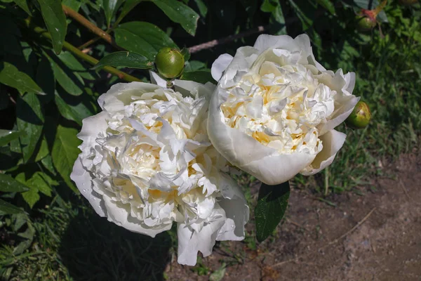 Dos flores de una peonía blanca en un parterre, resaltado por la luz del sol, primer plano — Foto de Stock