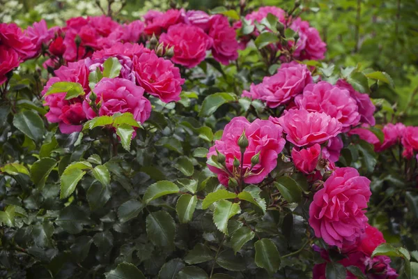 Bush pembe gül ve sarı-yeşil yaprakları, yakın çekim