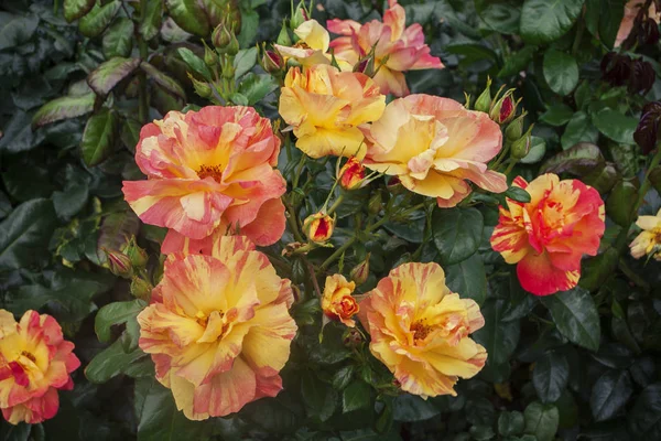 Bush de rosas anaranjado-rojas, con hojas amarillo-verdes, primer plano — Foto de Stock