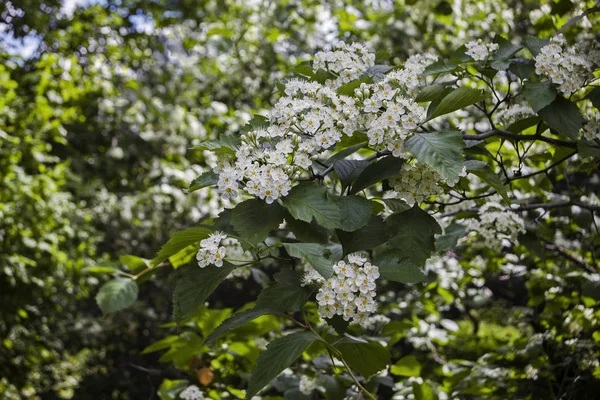 Kirschzweig mit weißen Blüten auf verschwommenem Hintergrund, Nahaufnahme — Stockfoto