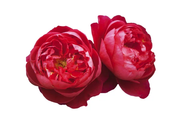 Kabarık kırmızı güller, beyaz arka plan, yakın çekim izole