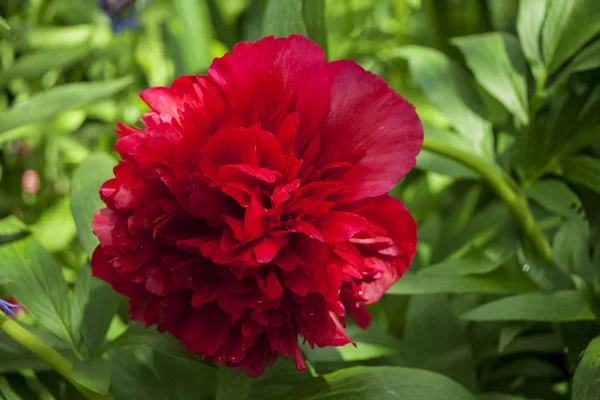 Yeşil yaprak ve ot, yakın çekim bir arka plan üzerinde kırmızı Şakayık Çiçeği