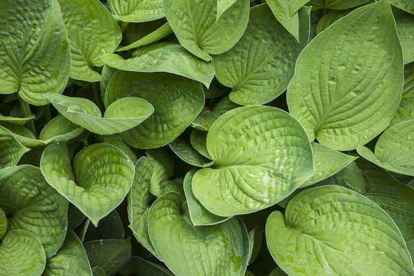 Arka plan büyük doğal yeşil yaprakları, kabartma yüzeyli, yakın çekim