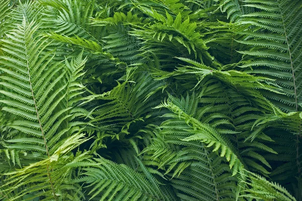 Mavi-yeşil yaprakları eğreltiotu yakın çekim