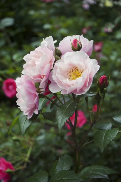 Ramo de rosas rosadas y blancas con brotes en el tallo, en el fondo del jardín — Foto de Stock