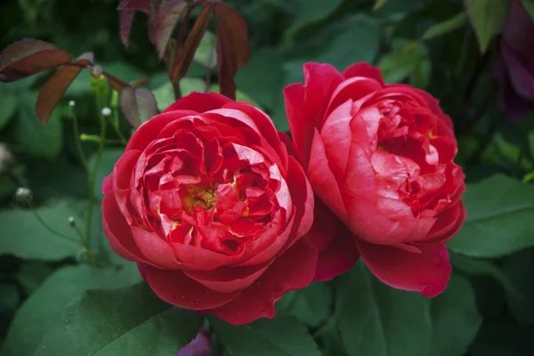 緑の自然な背景の赤いバラのふわふわクローズ アップ — ストック写真