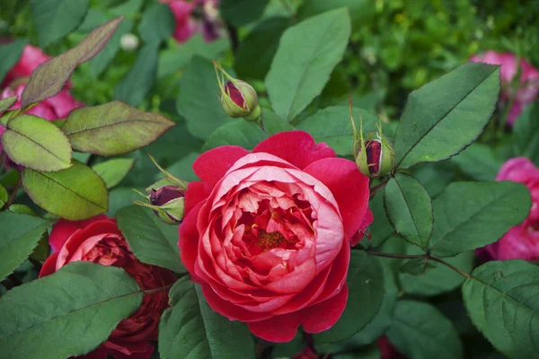 Rosa rosada-blanca esponjosa con brotes, sobre un fondo de un arbusto verde, primer plano — Foto de Stock