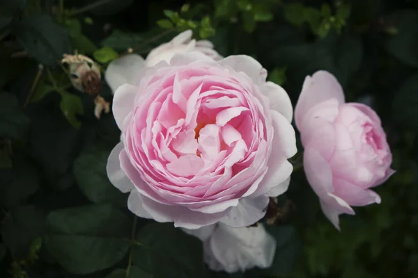 Roses hybrides blanches et roses, sur un buisson aux feuilles vertes, gros plan — Photo