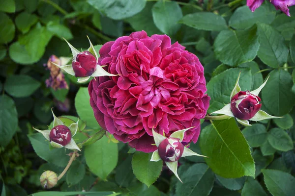 Rosa púrpura mullida híbrida con brotes, sobre un fondo de un arbusto verde, primer plano — Foto de Stock