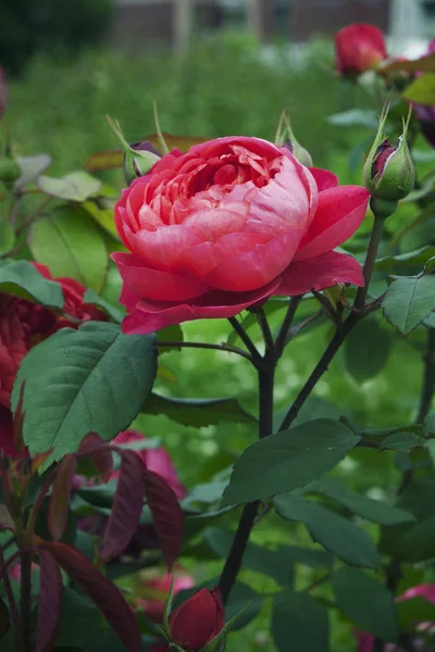 La flor rosado-roja de la rosa, sobre el tallo, el primer plano, sobre el fondo del jardín — Foto de Stock