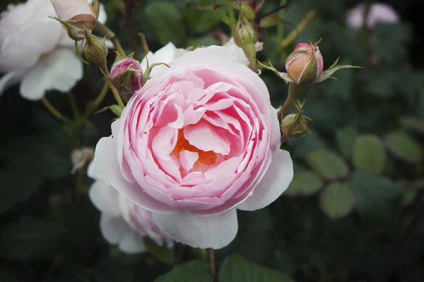 Hybrid vita och rosa rosor, med tre knoppar, på en grön suddig bakgrund, närbild — Stockfoto