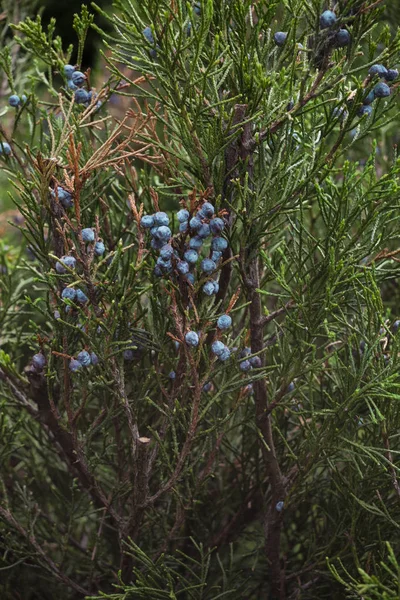 Olgun mavi ardıç meyveleri bir şube, yakın çekim, dikey