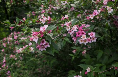 Veigela, yakın çekim, bir bahçe fonunda beyaz-pembe çiçekli dalları
