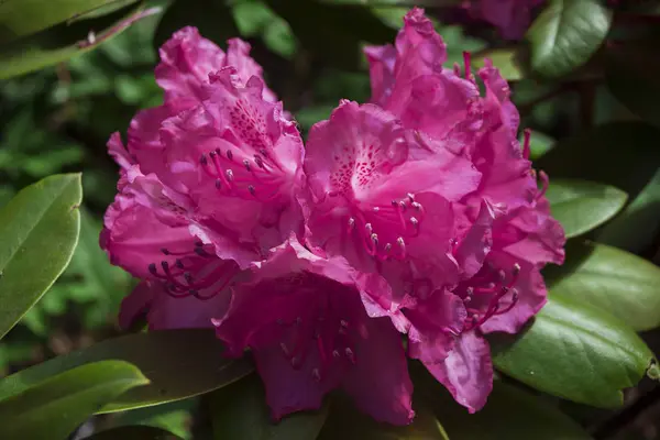 Rhododendron rosa, con pétalos moteados, sobre el fondo de hojas verdes — Foto de Stock