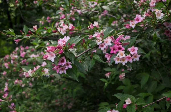 Veigela, yakın çekim, bir bahçe fonunda beyaz-pembe çiçekli dalları