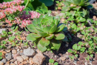 Yaprakları üzerinde pembe bir kenar ile yeşil etli. 