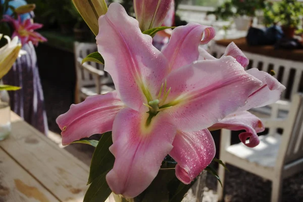 Güneş ışığı yakın çekim pembe zambak çiçek.