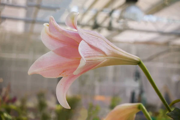 Yeşil bir kök üzerinde beyaz bir renk tonu ile pastel pembe renkli genç bir zambak çiçek