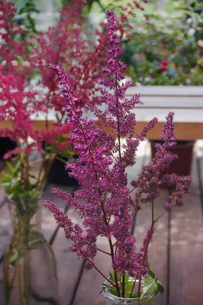 花瓶に紫色のピンクの花を astilba の枝 — ストック写真