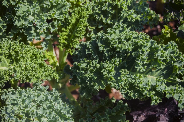 De bladeren van de sierkool zijn groen en geel met een gegolfde rand. — Stockfoto