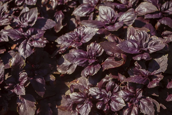 クローズアップ上の赤と紫のバジル植物. — ストック写真