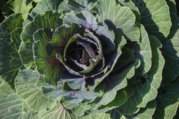 Kırmızı damarlar ile yeşil ve mor yaprakları ile lahana Başkanı. 