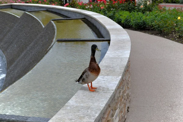Goose in the Park in summer — Stock Photo, Image