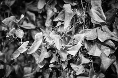 İspanyol şehirlerinin tarihi sokaklarında soyut duvar tasarımı 